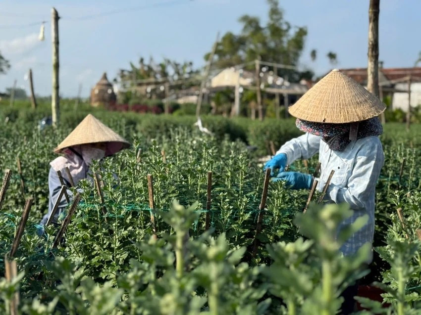 Ông Khôn trồng thử giống cúc đỏ Thái Bình và cúc đỏ nhung Đà Lạt. Năm đầu canh tác nhưng cây phát triển khỏe, ít sâu bệnh, nụ to, bông đều, kỹ thuật chăm sóc không quá phức tạp. Ảnh: Plo