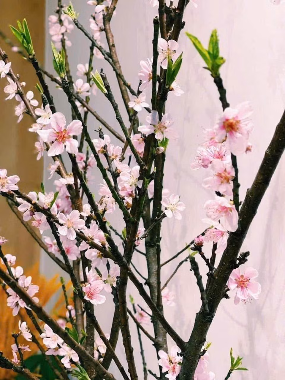 Trồng hoặc đặt đào trước cửa nhà giúp không gian thêm ấm áp, tươi mới, đồng thời tượng trưng cho sự sinh sôi, phát triển và hạnh phúc viên mãn. Ảnh: Facebook