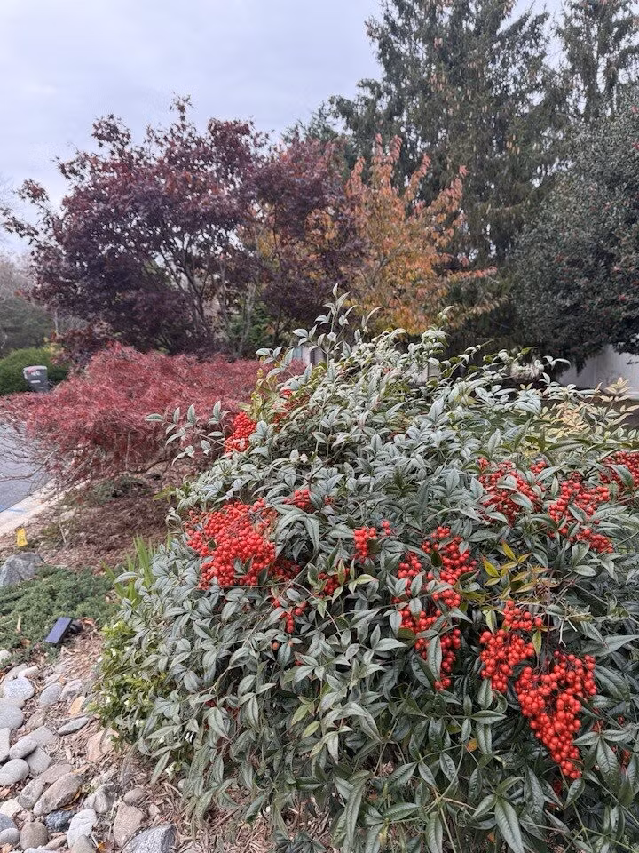 Đáng chú ý, quả có thể chuyển từ vàng, cam sang đỏ rực. Ảnh: FB Lien Pham