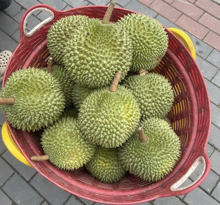 Bên cạnh đó, sầu riêng Blackthorn còn được ưa chuộng nhờ form trái đẹp, tròn đều, thường có 5-6 múi lớn, nhìn sang trọng và bắt mắt. Ảnh: FB Ly Ly