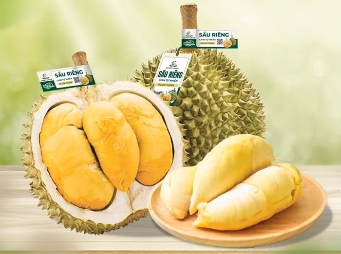 Sầu riêng gai đen có lớp vỏ mỏng, phần cơm màu cam, mịn màng, nhuyễn kết hợp cùng hương vị béo ngậy đặc trưng. Ảnh: Dannygreen