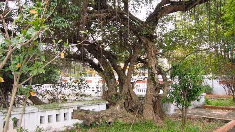 Các rễ này khi gặp chỗ ẩm có thể bám vào tường nhà, gây bong tróc lớp sơn, phá vỡ kết cấu tường hoặc thậm chí làm xô lệch những phần gạch đá lâu năm. Ảnh: Internet