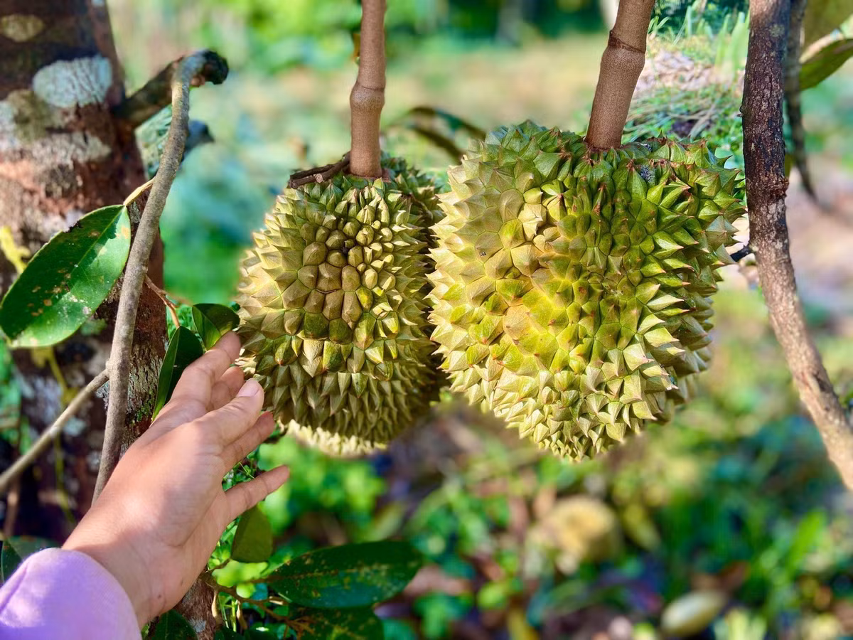 Mỗi giai đoạn, từ khi trổ hoa, ra lá cho đến khi kết trái, đều đòi hỏi một quy trình chăm sóc khác nhau và sử dụng nhiều loại thuốc, phân bón đặc biệt. Ảnh: FB Nguyễn Kiều Trinh