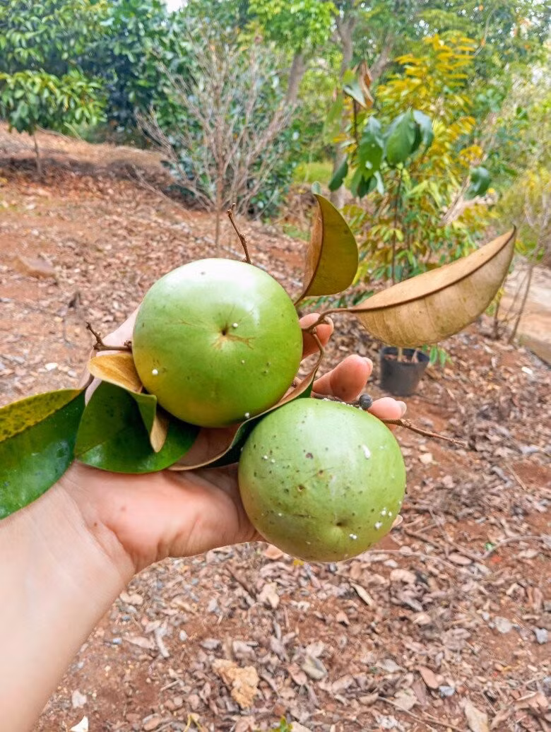 Ngoài hoa, "nữ hoàng cảnh nóng" còn trồng nhiều cây ăn trái. Ảnh: FB Nguyễn Kiều Trinh