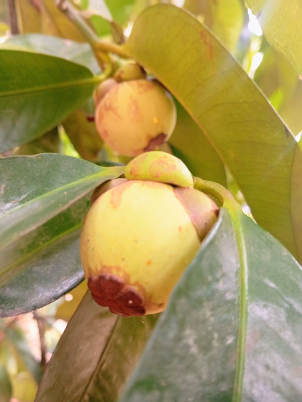 Măng cụt cho nhiều trái to. Ảnh: FB Nguyễn Kiều Trinh >>> Mời độc giả xem video: Nhà 25m2 - cơ hội cho nhiều người. Nguồn: VTv24