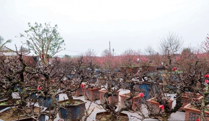 Sự kỳ công trong chăm sóc cùng vẻ đẹp vương giả hiếm có đào thất thốn luôn ở mức cao "ngất ngưởng". Ảnh: Dân Việt