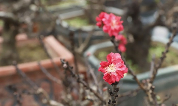 Đào thất thốn đòi hỏi nhiệt độ ổn định để nuôi dưỡng những nụ hoa dày, thắm màu đặc trưng. Ảnh: Suckhoedoisong