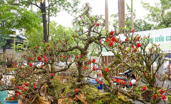 Các cây đào tại đây có mức giá dao động từ khoảng 10 triệu đồng đến hàng trăm triệu đồng, tùy vào kích thước, hình dáng cây. Ảnh: Dân Việt