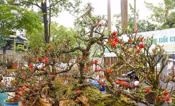 Các cây đào tại đây có mức giá dao động từ khoảng 10 triệu đồng đến hàng trăm triệu đồng, tùy vào kích thước, hình dáng cây. Ảnh: Dân Việt