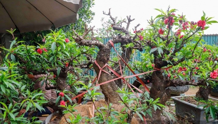 Đào thất thốn là loại cây "khó tính" nên nhà vườn phải chăm sóc đặc biệt mới để cây nở hoa đúng dịp Tết Nguyên đán. Ảnh: Dân Việt