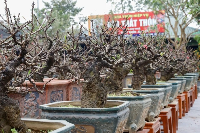 Cây đào tiến vua tuổi đời từ 5 đến 7 năm có giá bán khoảng 10 triệu đồng/cây. Ảnh: Suckhoedoisong