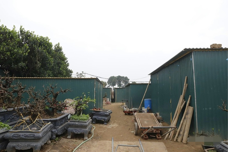 Những dãy nhà tôn kín mít biến thành "phòng ngủ" cho đào - nơi nhiệt độ, độ ẩm được kiểm soát nghiêm ngặt từng ngày. Ảnh: Suckhoedoisong