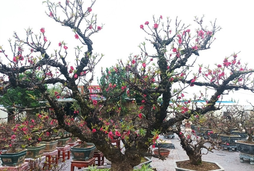 Đào thất thốn (hay còn gọi đào tiến vua) là loại đào cổ, quý hiếm được nhiều người chơi sành điệu săn đón mỗi dịp Tết đến Xuân về. Ảnh: QĐND