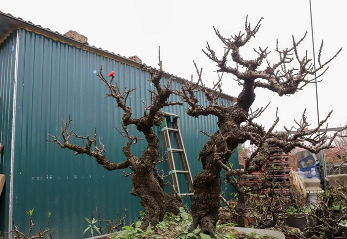 Đáng chú ý, những gốc cổ thụ, dáng độc lạ, sần sùi rêu phong, giá có thể lên tới hàng trăm triệu đồng. Ảnh: Suckhoedoisong