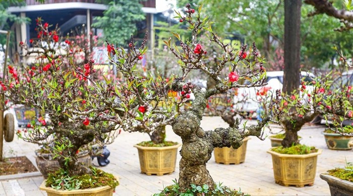 Những ngày này, trên tuyến đường Lạc Long Quân (Hà Nội) ngập tràn sắc hồng, sắc đỏ của đào thất thốn. Dân Việt