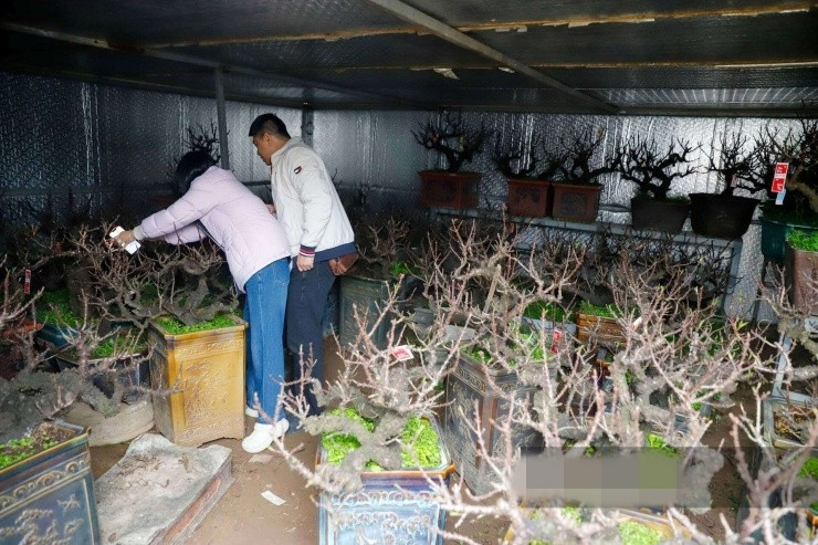 Những ngày cận Tết Bính Ngọ 2026, trước diễn biến thời tiết nắng nóng - lạnh bất thường, nhà vườn tại Nhật Tân phải đưa hàng trăm gốc đào thất thốn vào "ngủ" trong phòng điều hòa 2 chiều. Ảnh: Dân Việt