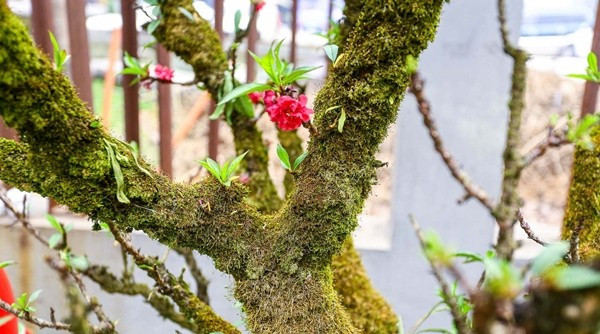 Gốc đào thất thốn cổ thụ, sần sùi rêu phong trông rất lạ mắt. Ảnh: Dân Việt