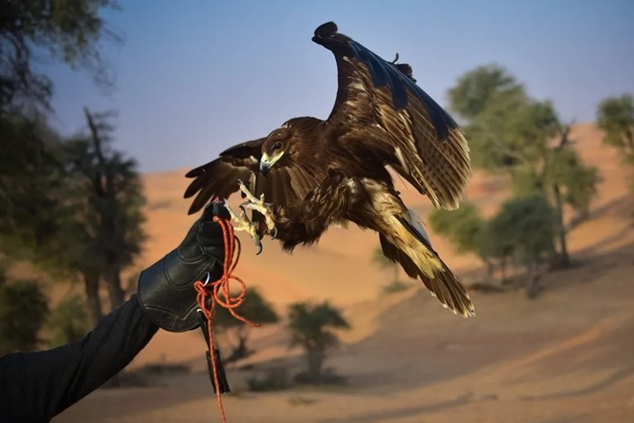 Theo giới buôn chim cảnh, giá một con chim ưng có thể từ khoảng 2.000 đến 70.000 dirham, tương đương từ 14 triệu đến gần 500 triệu đồng. Ảnh: Dubai Week