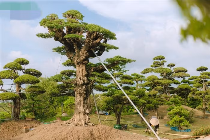 Những thế cây, dáng cây được các nghệ nhân trong làng tạo dựng, đạt đến mức tinh vi với giá trị nghệ thuật cao. Ảnh: Báo dân tộc &amp; phát triển
