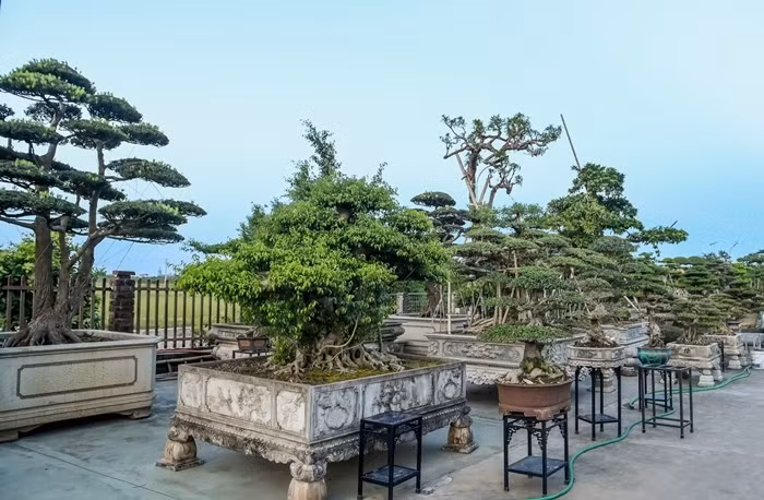 Nhiều gia đình sở hữu vườn cây trị giá hàng chục tỷ đồng. Ảnh: Vietnamnet