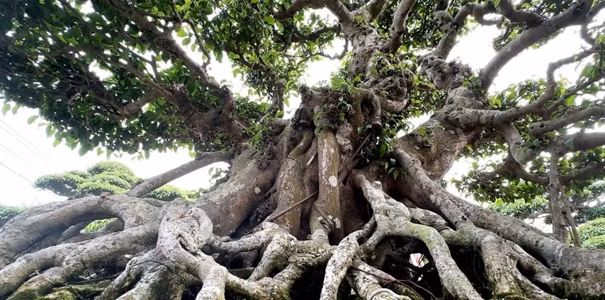 Cây cảnh do nghệ nhân uốn thế, tạo tác luôn ẩn chứa những triết lý nhân văn, hướng đến giá trị chân - thiện - mỹ trong cuộc sống. Ảnh: Baolaocai