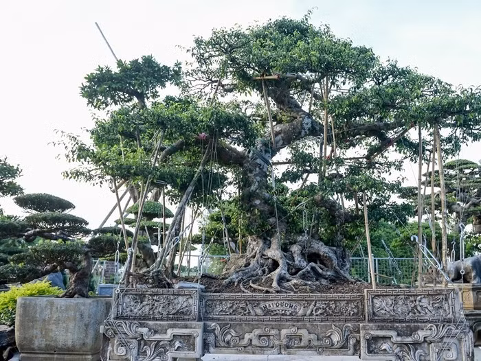 Cây sanh nghệ thuật cổ thụ được bán giá tiền tỷ. Ảnh: Vietnamnet