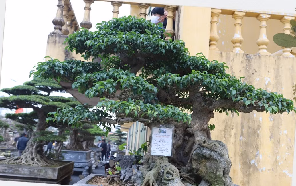 Trong các nhà vườn ở làng Vị Khê, không khó để bắt gặp những cây sanh, tùng, sung... được tạo tác trong hàng chục năm. Ảnh: Baonamdinh