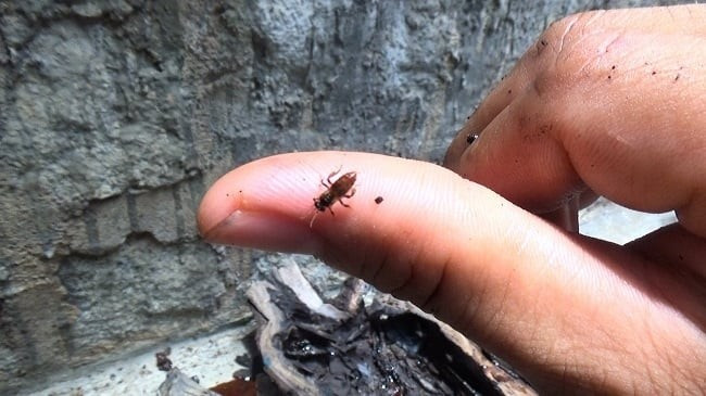 Khác với các loài ong mật phổ biến, ong dú không có ngòi đốt, sống hiền lành và làm tổ trong các hốc cây, khe gạch hoặc mái nhà cũ. Ảnh: Dân Việt