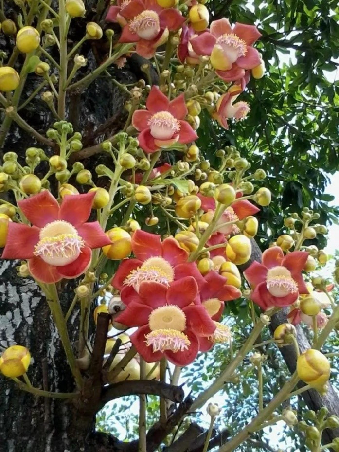 Trồng ngọc kỳ lân ở ban công giống như một vệ sĩ thầm lặng, giúp giữ nền năng lượng ổn định và hạn chế sự xáo trộn từ bên ngoài. Ảnh: Internet