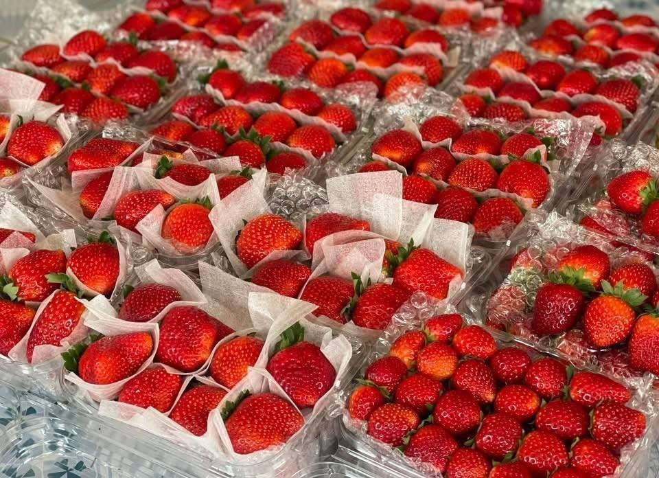 Hiện, số lượng dâu tây Mộc Châu bán không cố định do còn phụ thuộc vào lượng dâu chín các nhà vườn thu hái được ít hay nhiều. Ảnh: Facebook