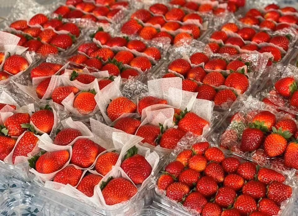 Hiện, số lượng dâu tây Mộc Châu bán không cố định do còn phụ thuộc vào lượng dâu chín các nhà vườn thu hái được ít hay nhiều. Ảnh: Facebook