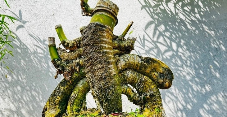 Đến với tre bonsai từ năm 2023, ban đầu anh Kha chỉ xem đây là thú chơi để thư giãn sau giờ làm việc văn phòng. Tuy nhiên càng tìm hiểu, càng say mê, anh dần dành trọn thời gian, công sức cho loại hình nghệ thuật này. Ảnh: Tiền phong