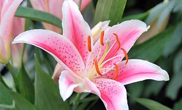 Ngoài ra, cần cung cấp đầy đủ ánh sáng và độ ẩm cho đất để cây phát triển nhanh. Ảnh: Internet