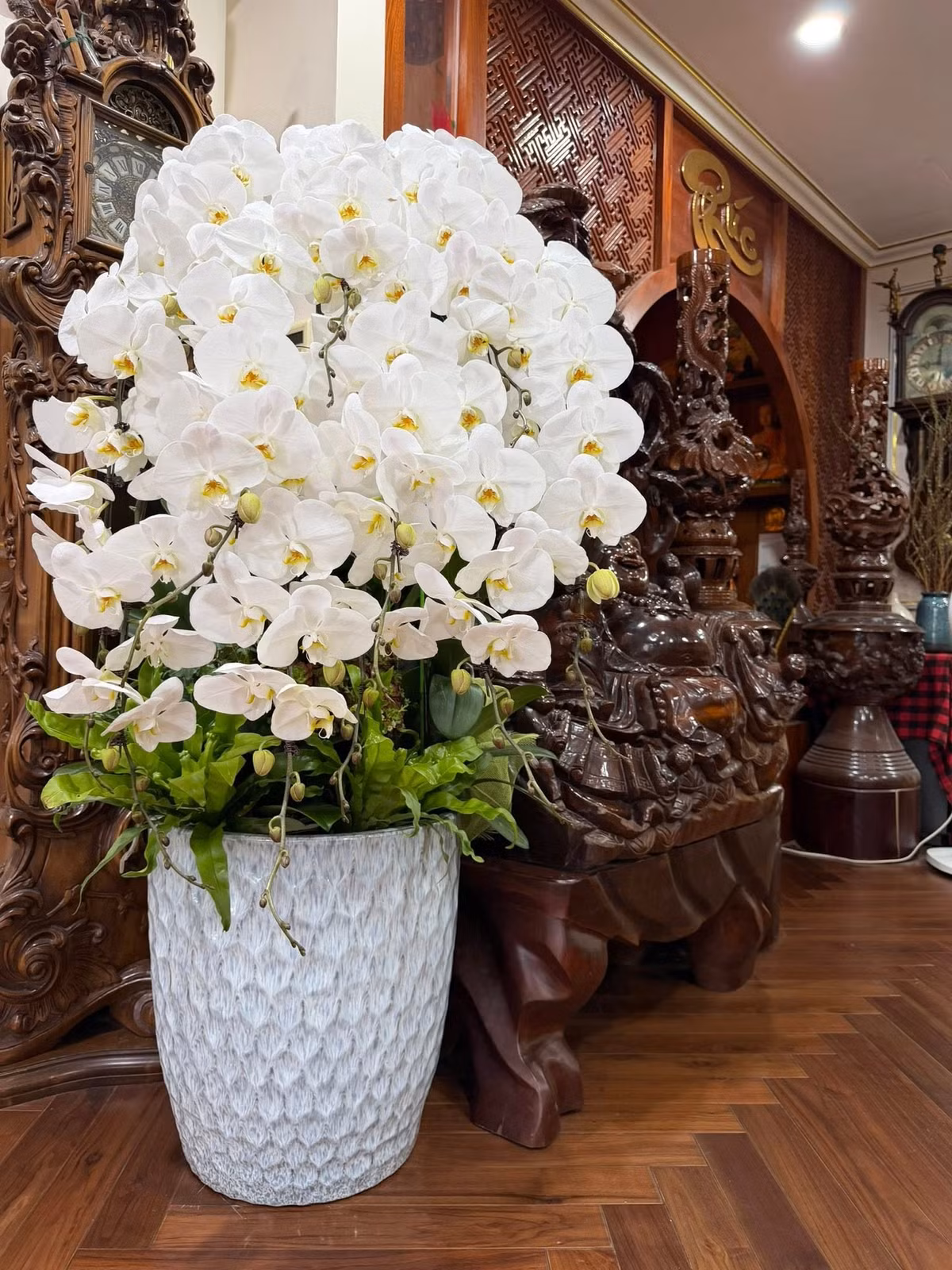 Bình lan hồ điệp trắng tượng trưng cho sự tinh khôi, khởi đầu thuận lợi. Ảnh: FBNV