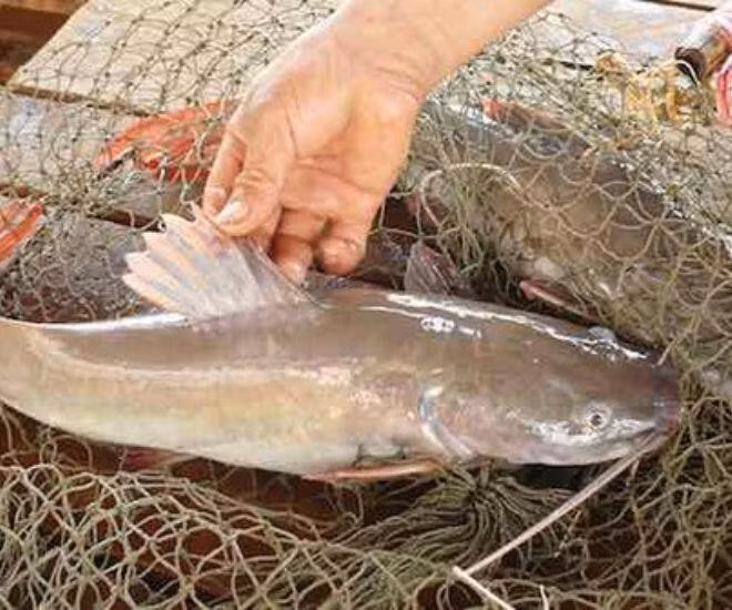 Xưa kia, loài cá này được chọn để tiến vua nhờ chất lượng thịt ngon ngọt, chắc giòn. Ảnh: Internet