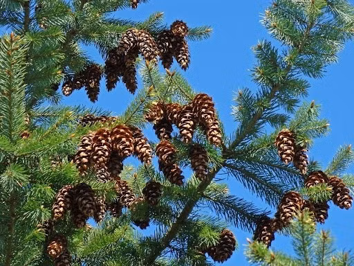 Bên cạnh đó, việc thu hoạch cũng không đơn giản. Ở trang trại nước ngoài, người lao động phải dùng thang trèo lên cây, gõ nón thông để hạt rơi xuống, tốn nhiều công sức và đòi hỏi kỹ năng. Ảnh: Đặc sản Đà Lạt