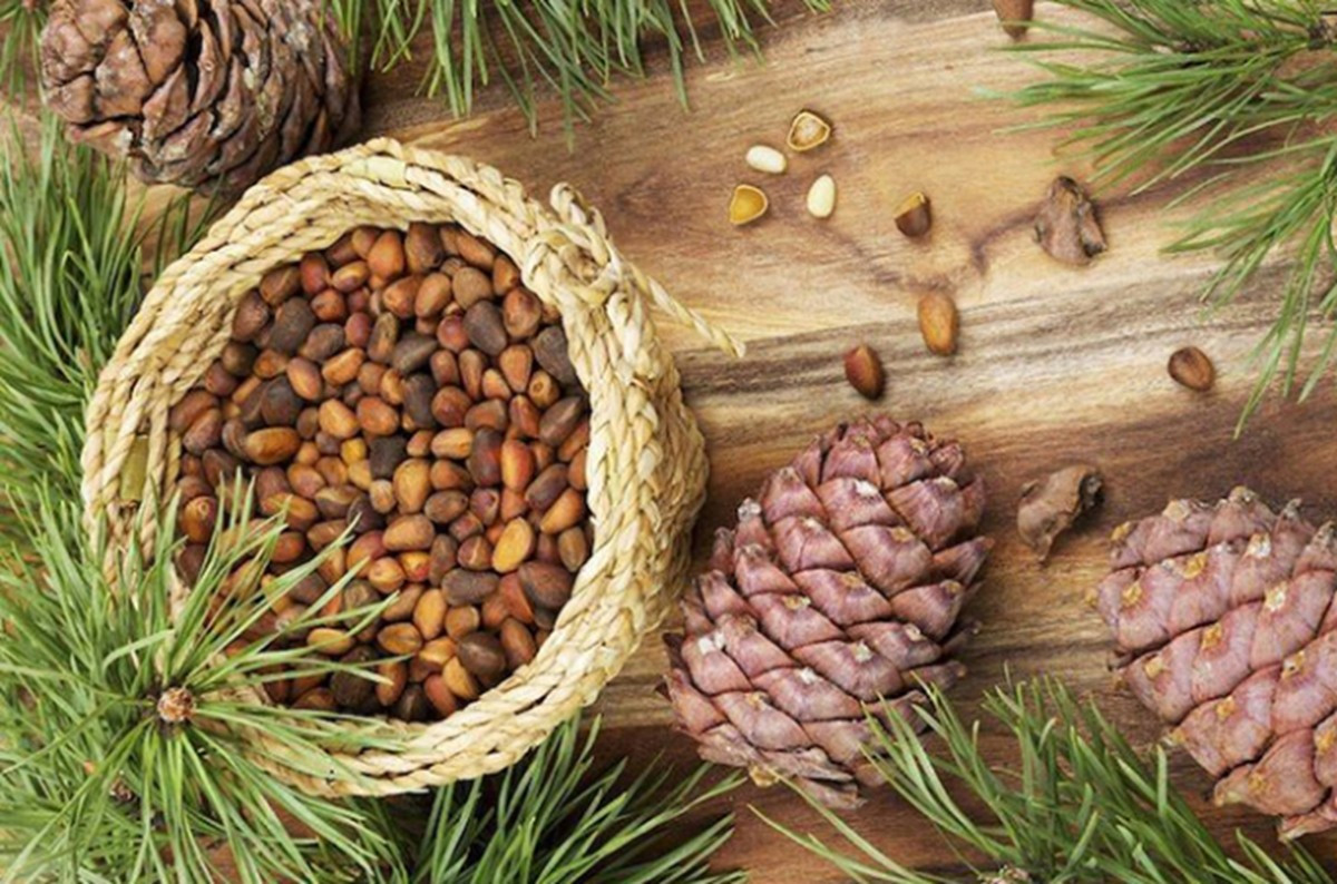 Ở những khu rừng này, nón thông rơi rụng khắp nơi. Nhiều người nhặt quả thông về trang trí nhà hoặc làm đồ lưu niệm. Tuy nhiên, ít ai biết hạt thông ăn rất ngon và giàu dinh dưỡng. Ảnh: Internet