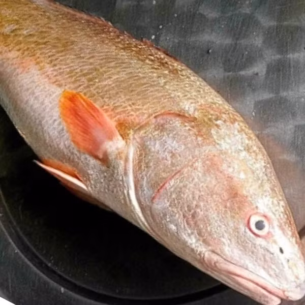 Ngoài bóng cá, phần thịt cá sủ vàng cũng được đánh giá cao về dinh dưỡng và độ ngon. Thịt cá trắng, thơm, mềm và ngọt tự nhiên, chứa nhiều chất tốt cho gan, thận. Ảnh: Khoaihaisan