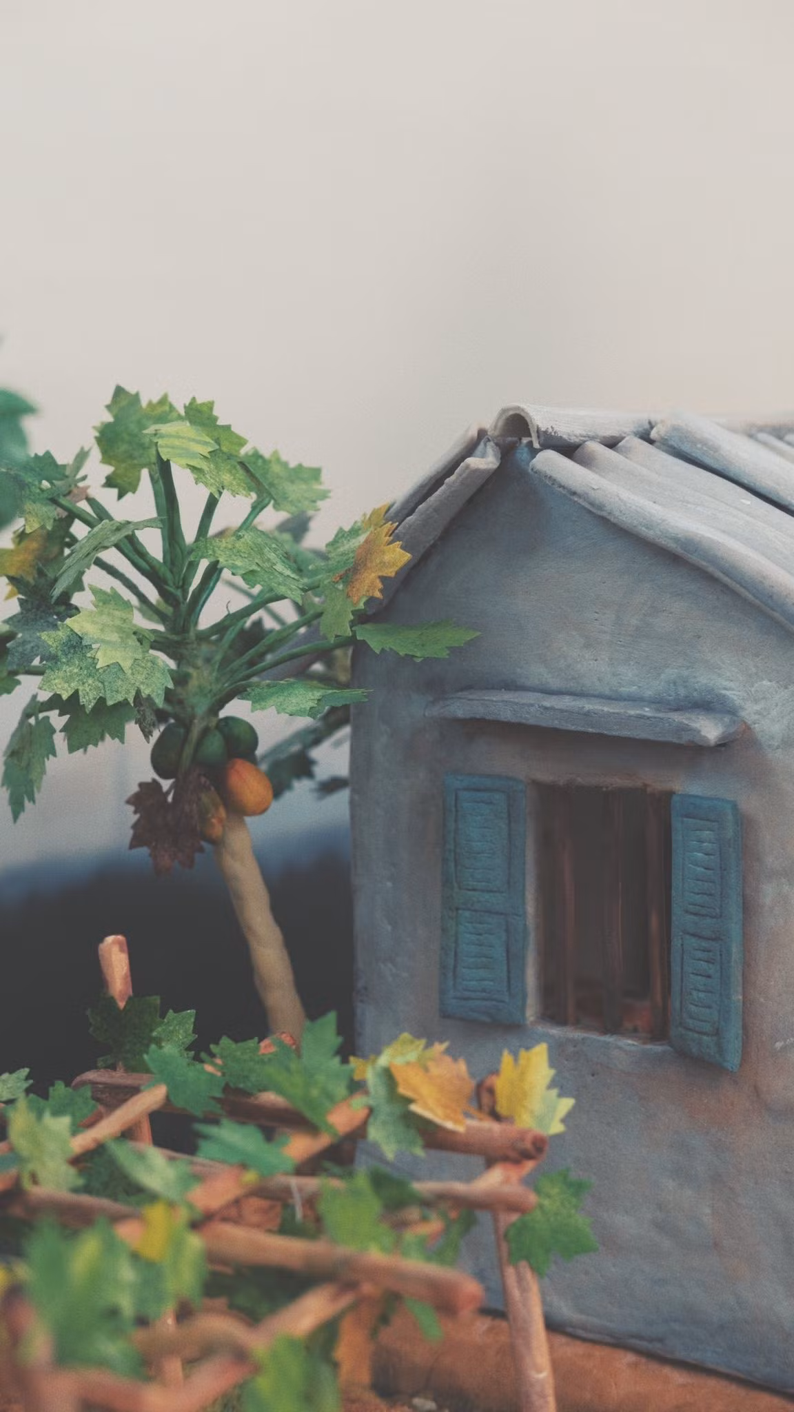 Đu đủ chín cả cây. Ảnh: FB Thùy Dương