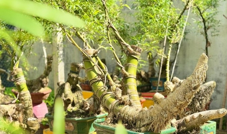 Theo anh Kha, từ một khối gỗ xù xì đến tác phẩm bonsai sống động là quá trình công phu, đòi hỏi sự kiên nhẫn và kỹ thuật. Trong đó, khó nhất là khâu ươm. Ảnh: Tiền phong