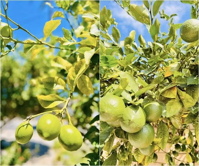 Cây chanh từng chùm quả căng mọng treo lủng lẳng. Ảnh: FB Trần Thúy Nga