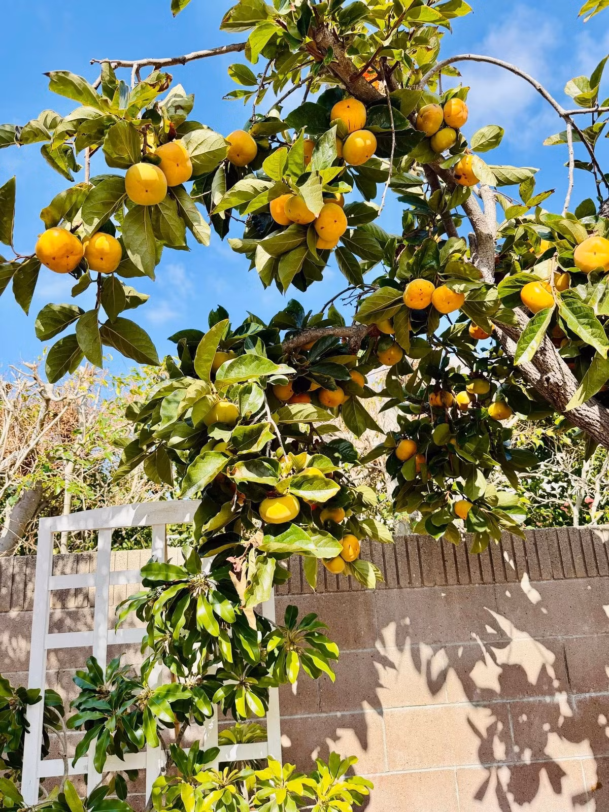 Ngoài hoa và cây cảnh, danh hài Thúy Nga còn nhiều cây ăn trái. Ảnh: FB Trần Thúy Nga