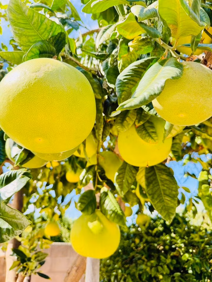 Cây bưởi với những trái to căng tròn, sum suê từ gốc tới ngọn. Ảnh: FB Trần Thúy Nga