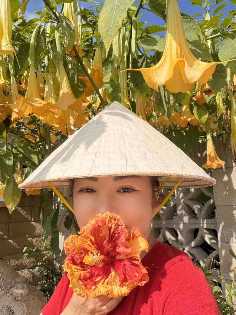 Hoa chuông vàng nở rộ, rủ xuống như chiếc đèn lồng thiên nhiên. Ảnh: FB Trần Thúy Nga