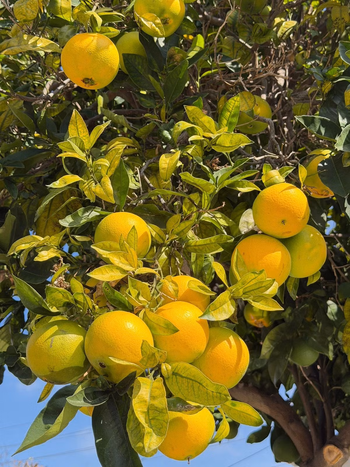 Cây nào cũng trĩu quả trông thích mắt. Ảnh: FB Trần Thúy Nga