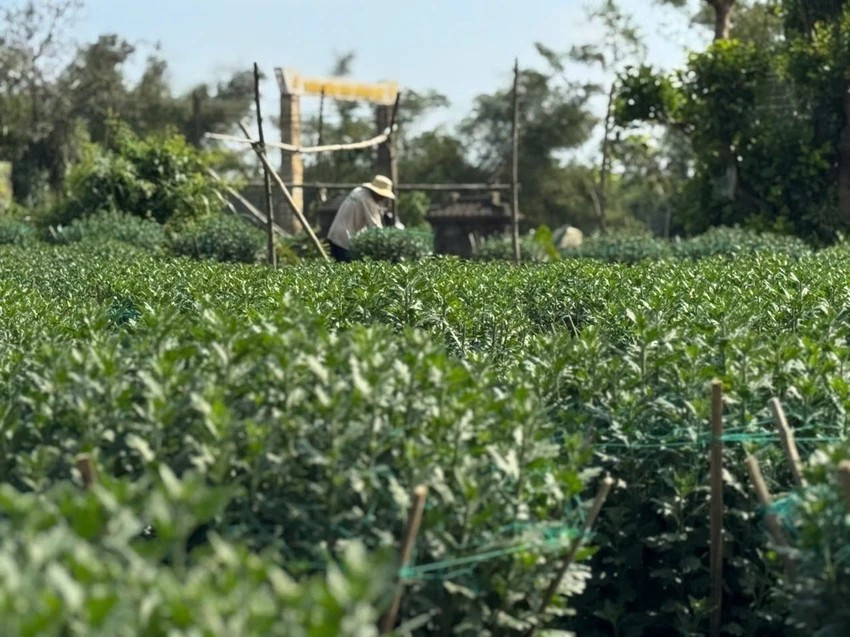 Cúc size 80 cm, giá khoảng 500.000 đồng/chậu. Riêng loại cao khoảng 1m, giá dao động từ 1,2 - 1,4 triệu đồng/chậu, tăng 30.000 - 50.000 đồng, tùy theo chất lượng, dáng cây và độ đều của nụ. Ảnh: Plo