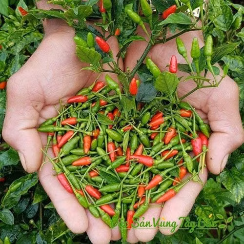 Nếu hái lúc chín, ớt gió sẽ mất đi phần lớn hương vị đặc trưng. Ảnh: Đặc sản vùng Tây Bắc.