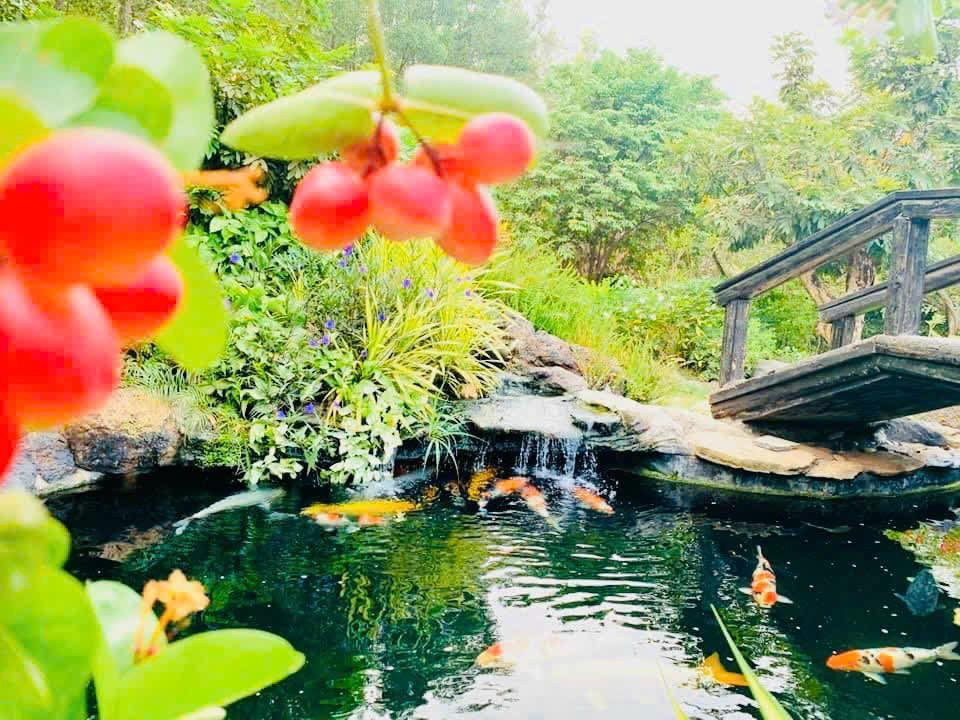 Hồ cá koi trong khuôn viên tiêu tốn khoảng 5 tỷ đồng với cá nhập từ Nhật Bản. Ảnh: FB Hoàng Minh Bùi
