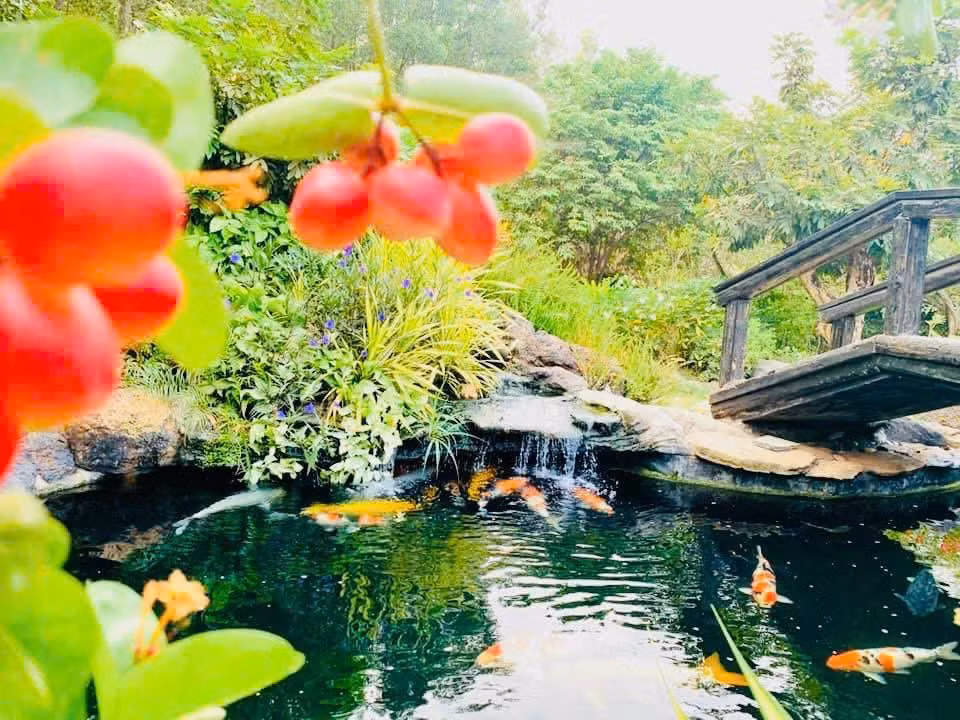 Hồ cá koi trong khuôn viên tiêu tốn khoảng 5 tỷ đồng với cá nhập từ Nhật Bản. Ảnh: FB Hoàng Minh Bùi