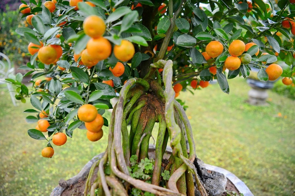Theo nhà vườn, chăm sóc quất mộc căn khó hơn so với quất truyền thống. Khó nhất là lúc đưa bộ rễ nhô ra khỏi đất sẽ khiến cây khó hút dưỡng chất, đất dễ bị khô hơn. Ảnh: Baovanhoa